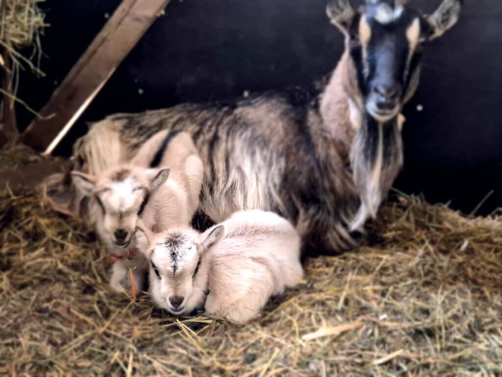 En get, en sann symbol för självförsörjning, sitter på halm inne i en lada med två små vitbruna killingar liggande tätt intill sig. Bakgrunden är dämpad och djuren ser ut att vara avslappnade och bekväma.