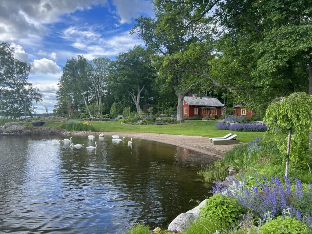 En sjöscen på Erkens strand med vita gäss på en sandstrand, två solstolar och en röd stuga omgiven av grön trädgård och lila blommor under en delvis molnig himmel.