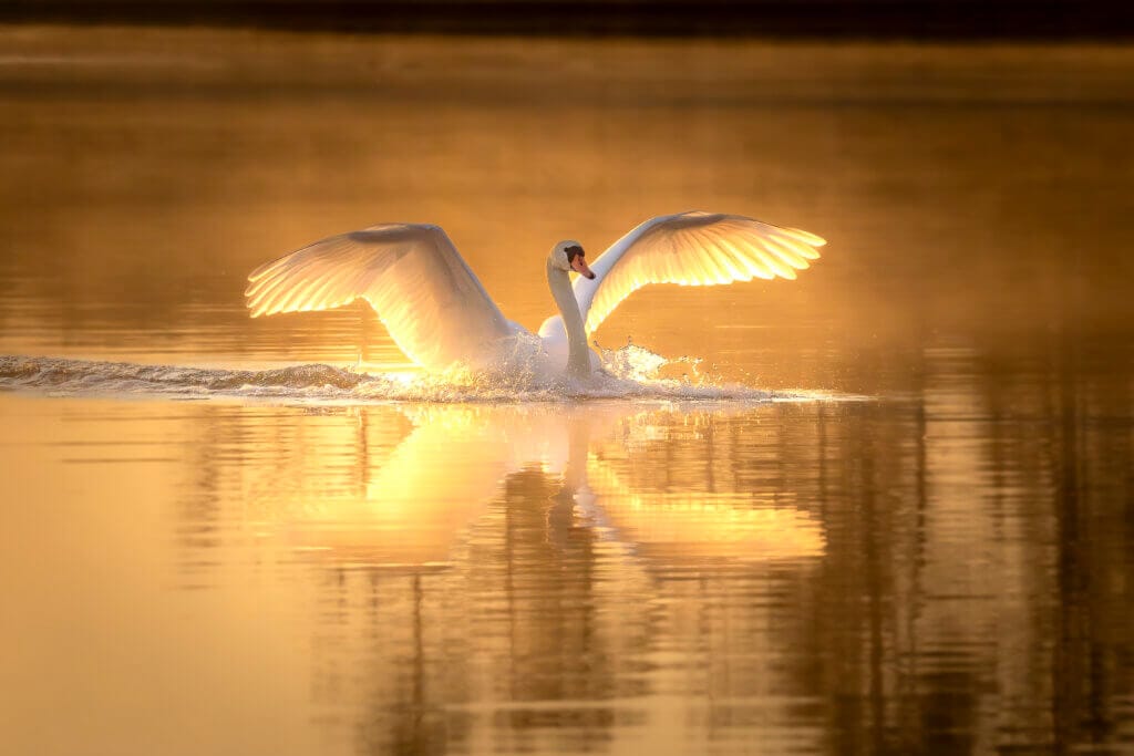 En svan med utsträckta vingar glider fram på ett lugnt, guldbelyst vattendrag i denna vackra fotografi, vilket skapar mjuka krusningar och en tydlig reflektion på ytan.