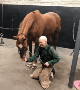 En person står på knä i ett stall bredvid en stående brun häst och håller i hästens hov-ingen hov ingen häst. Hästen är fastspänd med kedjor på båda sidor och stallutrustning syns i bakgrunden.
