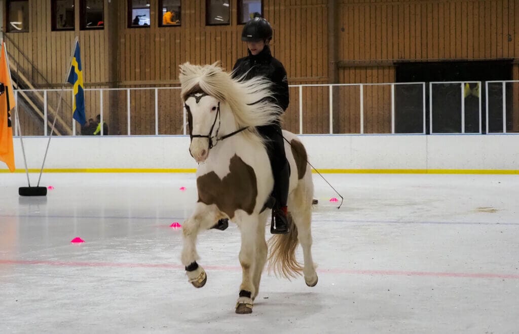 En person med hjälm rider på en brunvit Islandshäst på isen i Hallstaviks ishall. Hästen rör sig bland rosa koner, med en trävägg och svenska flaggan synlig i bakgrunden.