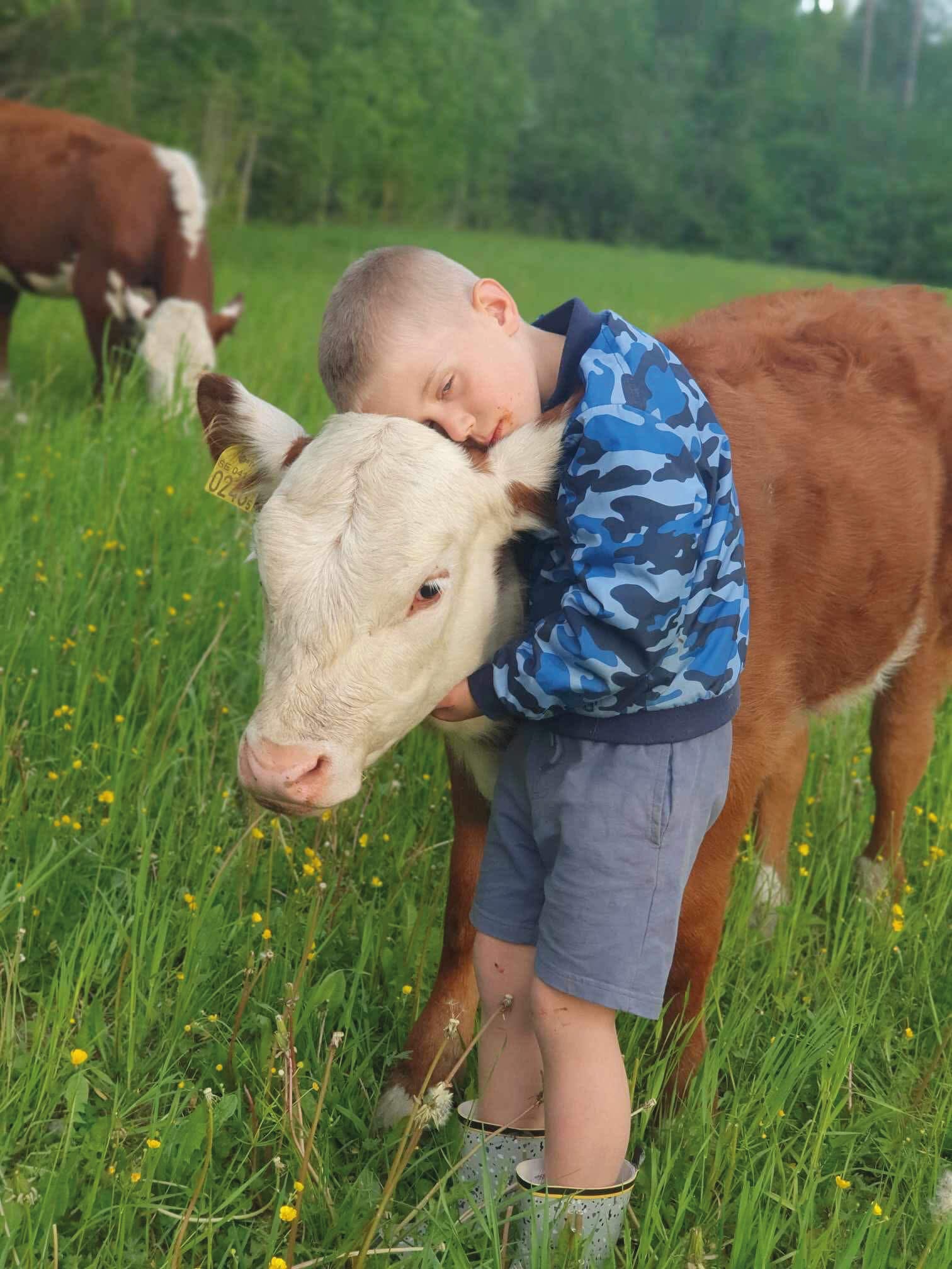 En ung pojke i blå kamouflagejacka och grå shorts kramar en brunvit kalv och vilar sitt huvud på kalvens hals på en gräsmatta med gula blommor. Andra kor syns i bakgrunden.