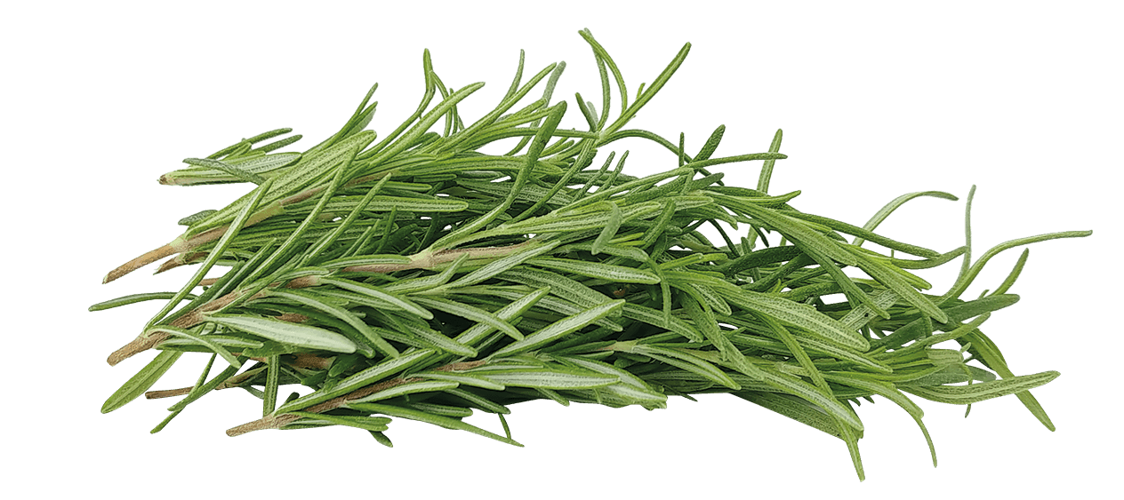En liten hög med färska rosmarinkvistar med tunna, nålliknande gröna blad visas mot en vit bakgrund.