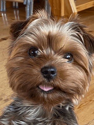 En liten brunbrun hund med fluffig päls och mörka, runda ögon tittar in i kameran med tungan något utdragen. I bakgrunden syns trämöbler och ett trägolv.