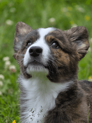Närbild av en brun, svart och vit hund med spetsiga öron som tittar uppåt, sittande på grönt gräs med små vita och gula blommor i bakgrunden.