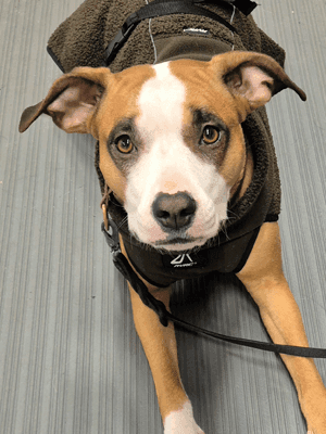 En brun och vit hund med en vit rand i ansiktet ligger på ett grått golv, iförd en mörk sele och koppel. Hunden tittar upp mot kameran med öronen lätt uppåt.