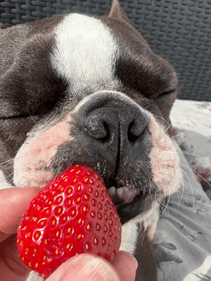 En närbild av en hund med slutna ögon och nos som rör vid en stor jordgubbe som hålls i en persons hand. Hundens ansikte är avslappnat och bakgrunden visar en strukturerad yta.