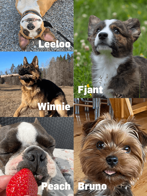 Ett collage av fyra hundar: en brunvit hund vid namn Leeloo som ligger på grus, en fluffig brunvit hund vid namn Fjant som ligger på gräs, en schäferhund, Winnie, med en pinne utomhus och en liten brun hund, Bruno, inomhus. Peach, en svartvit hund, sniffar på en jordgubbe.