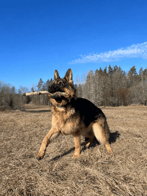 En schäferhund står på torrt gräs på ett öppet fält och håller en pinne i munnen. Lövlösa träd och en klarblå himmel syns i bakgrunden.