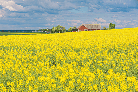 Ett stort fält med klargula blommor sträcker sig mot en röd lada med grått tak i bakgrunden, under en delvis molnig himmel. Träd och fler fält dyker upp i horisonten.