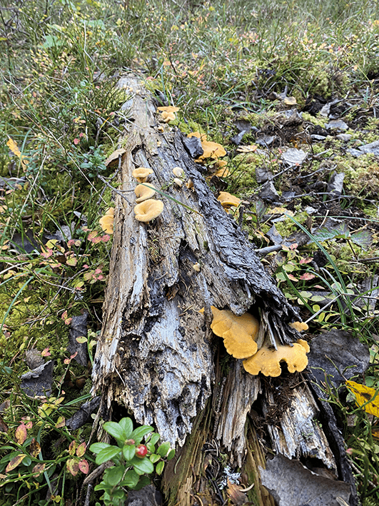 En ruttnande stock med gulaktiga svampar som växer på ytan ligger på en grön, mossbeklädd mark, omgiven av små växter och fallna löv.